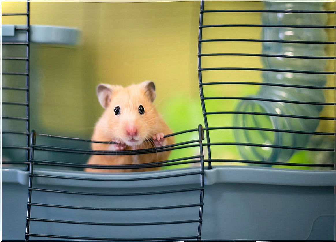 The wet tail in the hamster can be lethal.