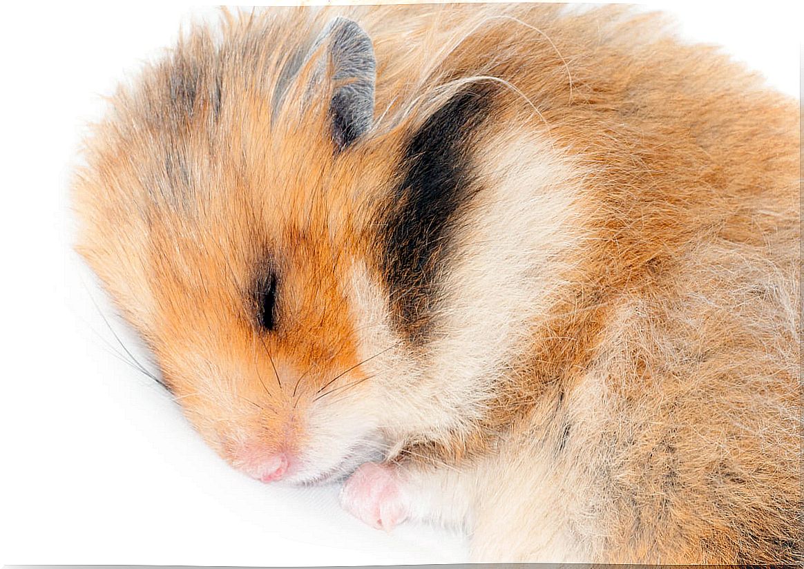 A sleeping hamster on a white background.