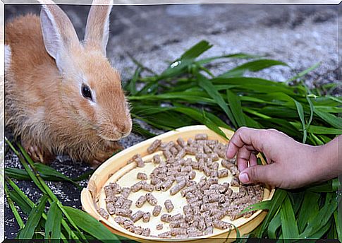 Rabbit feeding