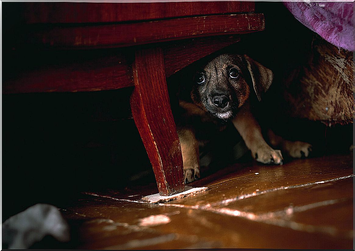 A scared dog under a bed.