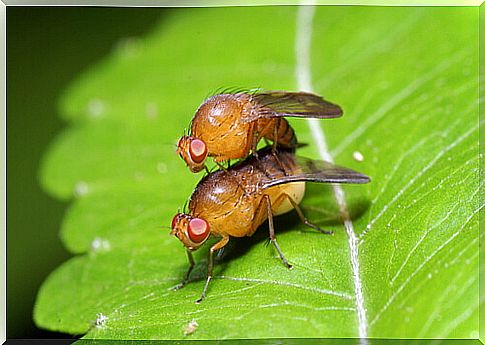 Fruit fly (Ceratitis capitata)