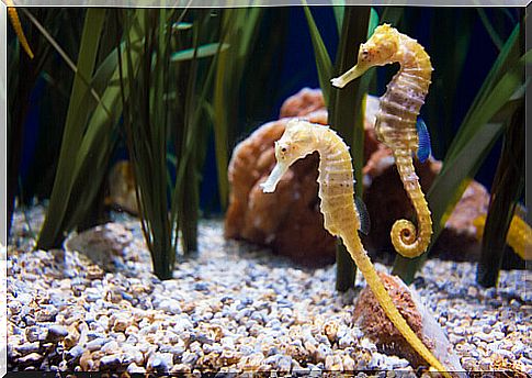 Ovoviviparous animals: seahorse