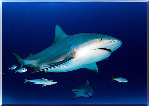 Bull shark in its habitat