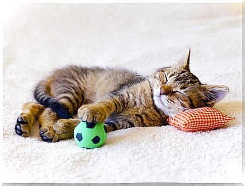 Cat with a toy