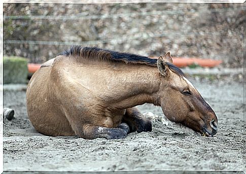 What are the different colic of the horse?