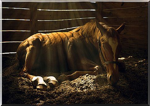 Types of horse colic