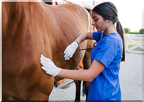 Treatment of horse colic