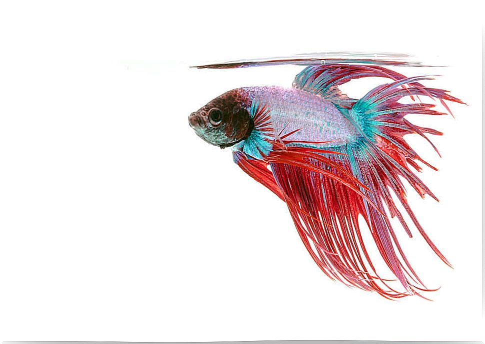 Betta fish.