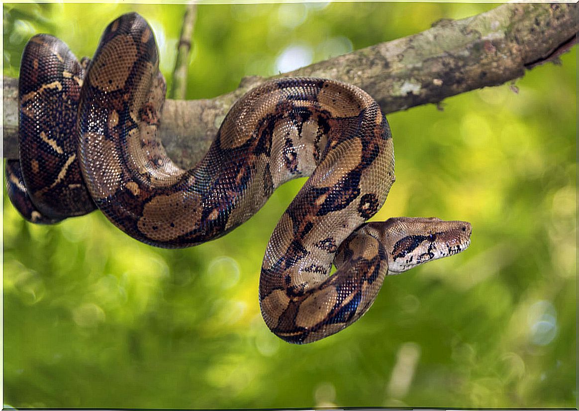 A boa on a tree