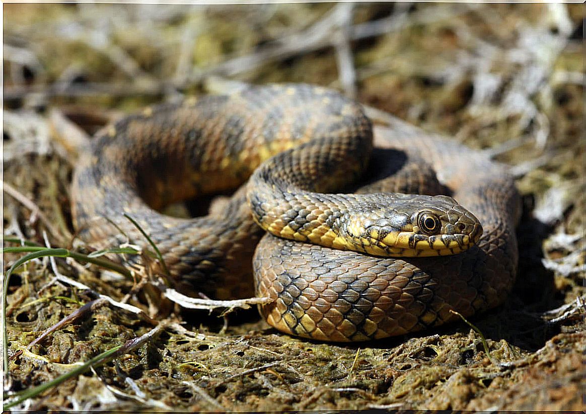 The Natrix maura is one of the non-poisonous snakes.