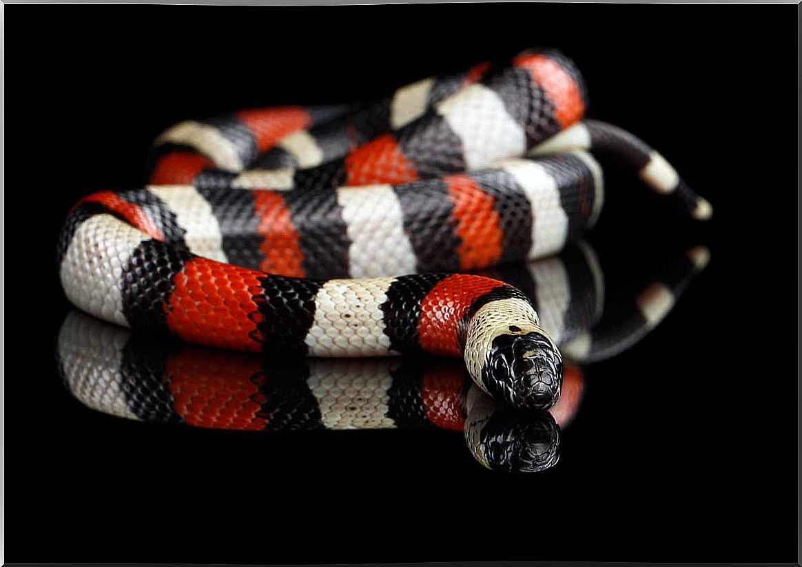 A fake coral on a black background.