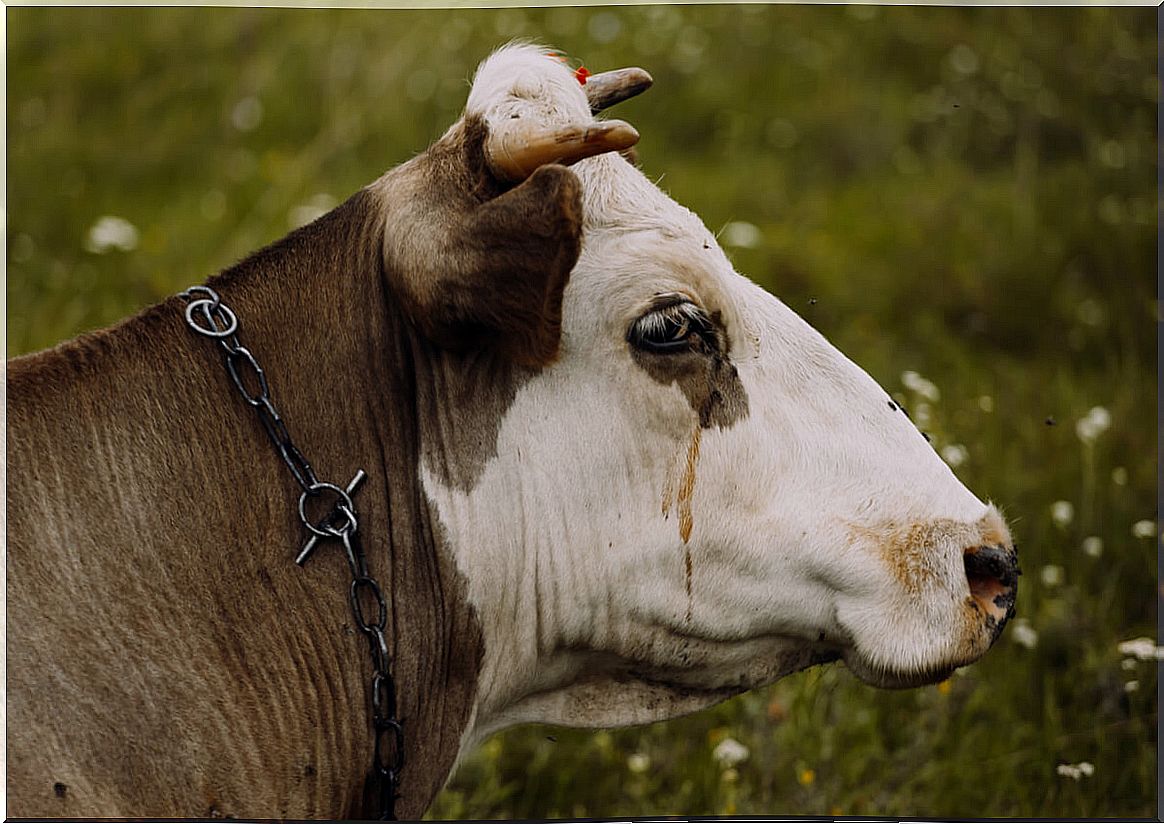 What do farmers mean when they talk about bovine sadness?