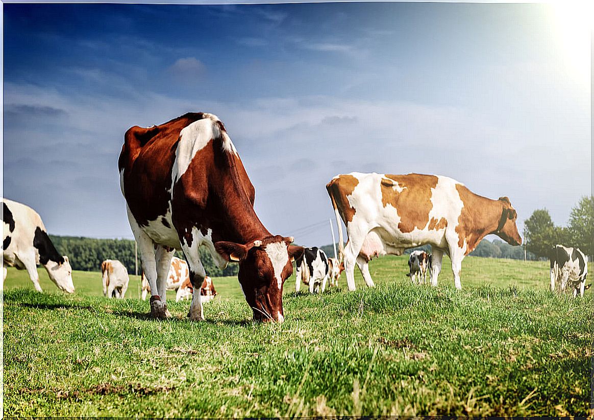 Cows grazing in the field.