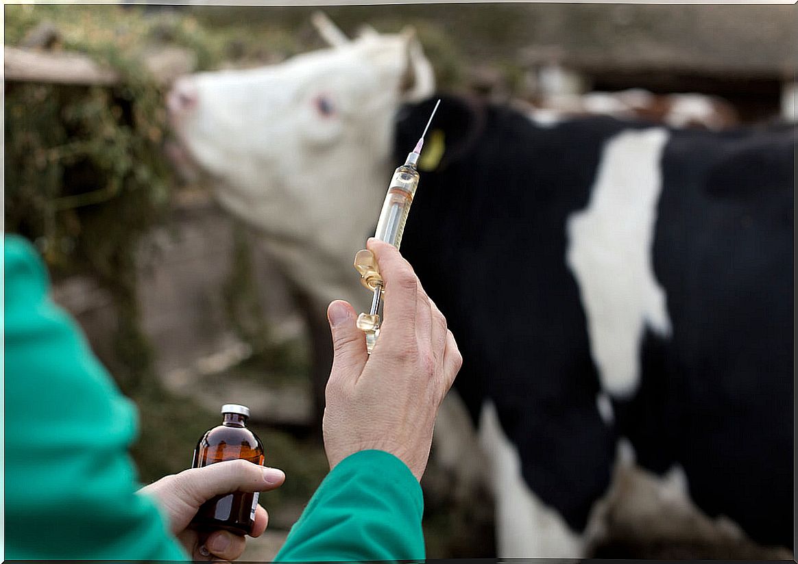 A cow about to be vaccinated.