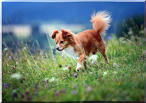 What do your dog's different tail wags mean?