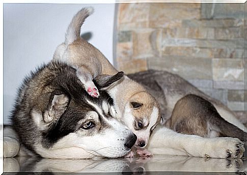 mom with puppy