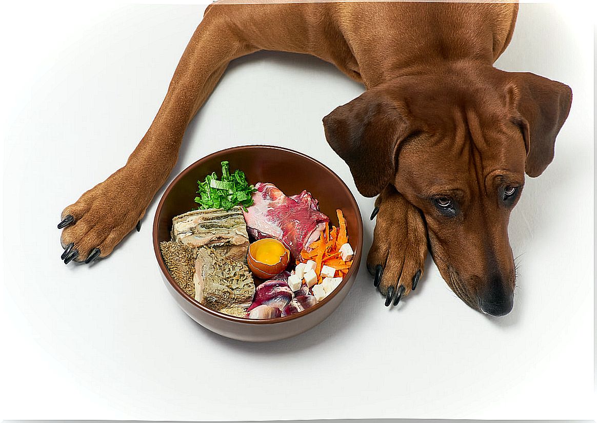 What is the importance of vitamin B in pets?