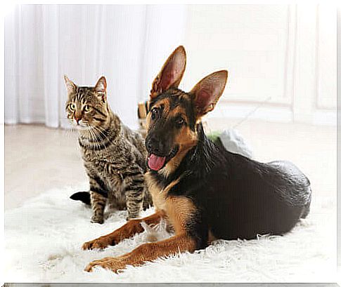 Dog and cat