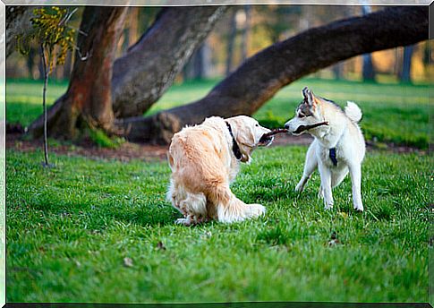 What to do if we witness a dog fight