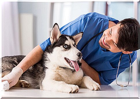 Dog at the vet