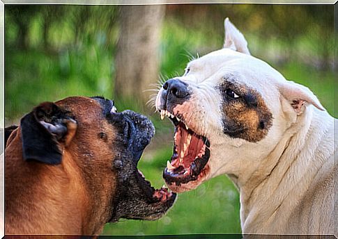 Dogs fight