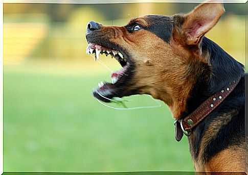 Aggression in dogs