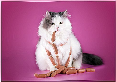 What to do with your cat's overweight