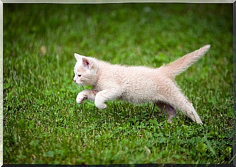 gato corriendo