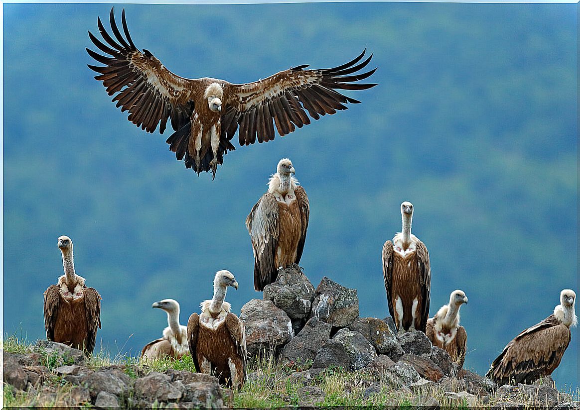 What types of vultures are there?