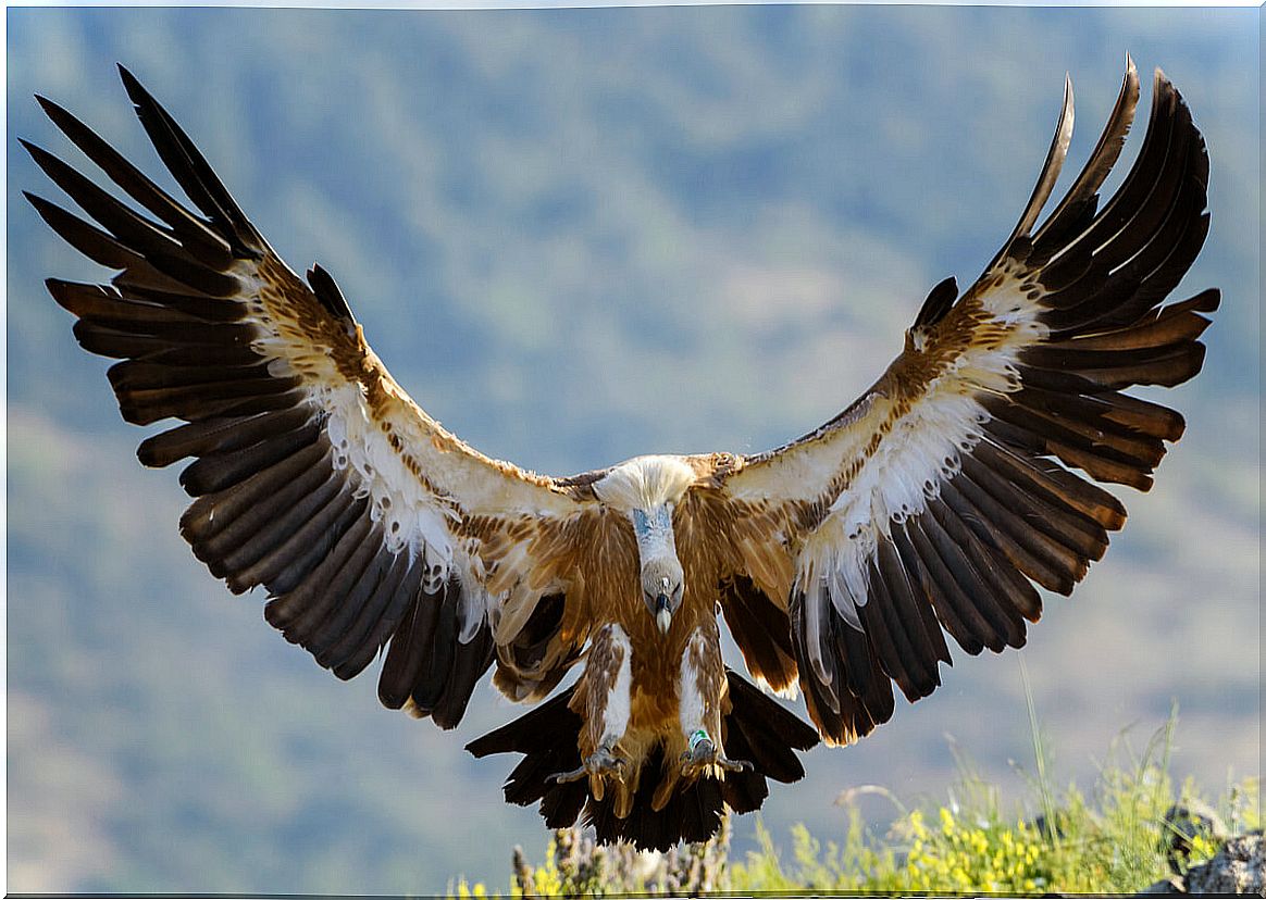 The griffon vulture is another type of vulture.