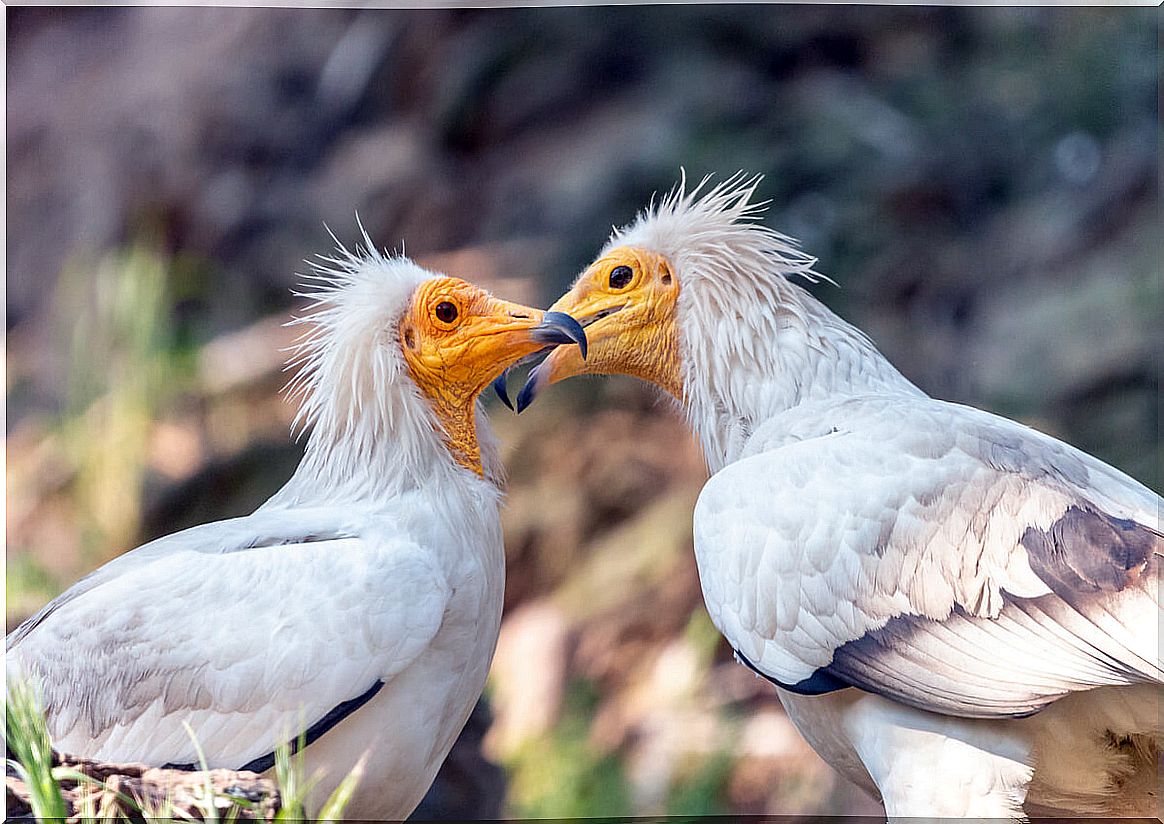 Two Egyptian vultures.