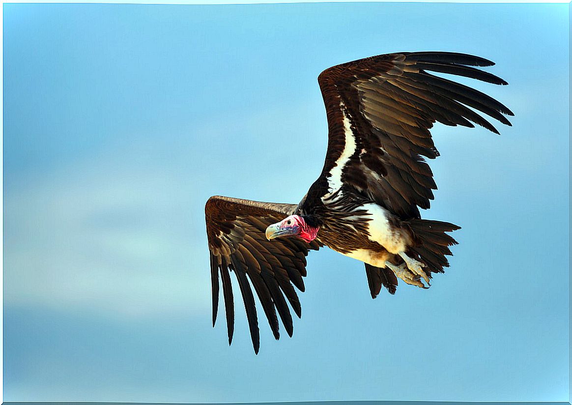 A long-eared vulture flying.