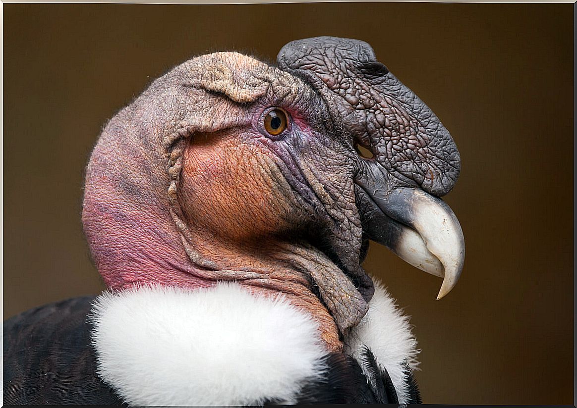 An Andean condor.