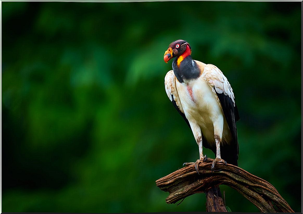 Another type of vulture, the king vulture.