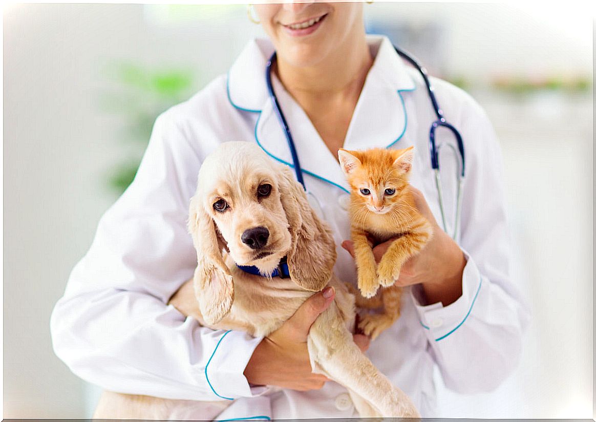 What was the origin of pet veterinary medicine?