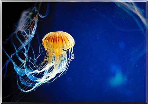 What you did not know about jellyfish