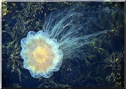 Giant Lion Mane Jellyfish 