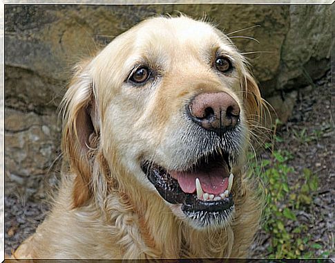 Whiskers, an essential tool for dogs