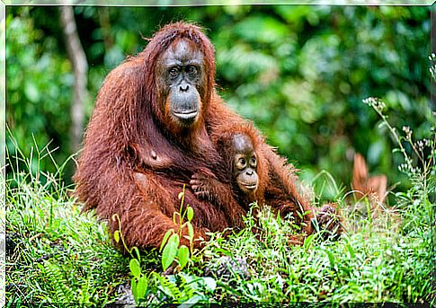 Orangutan with its young