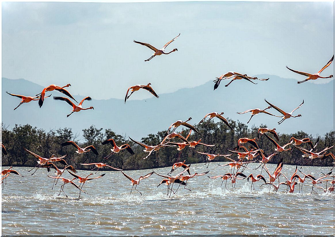 Some flamingos flying over a river.