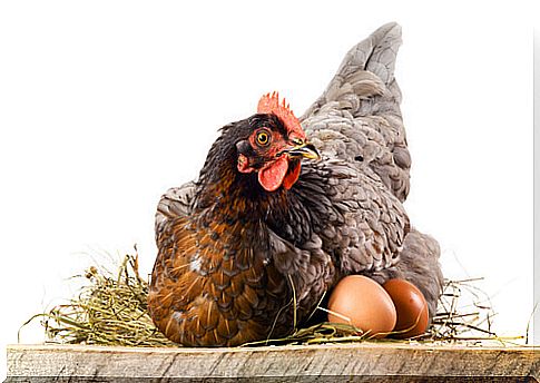 Why do chickens eat their eggs