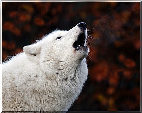 Why do dogs howl when they hear a siren?