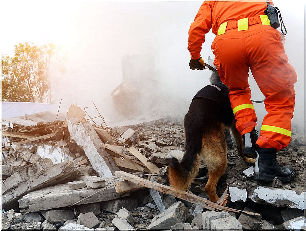 Why do dogs participate in search and rescue activities?