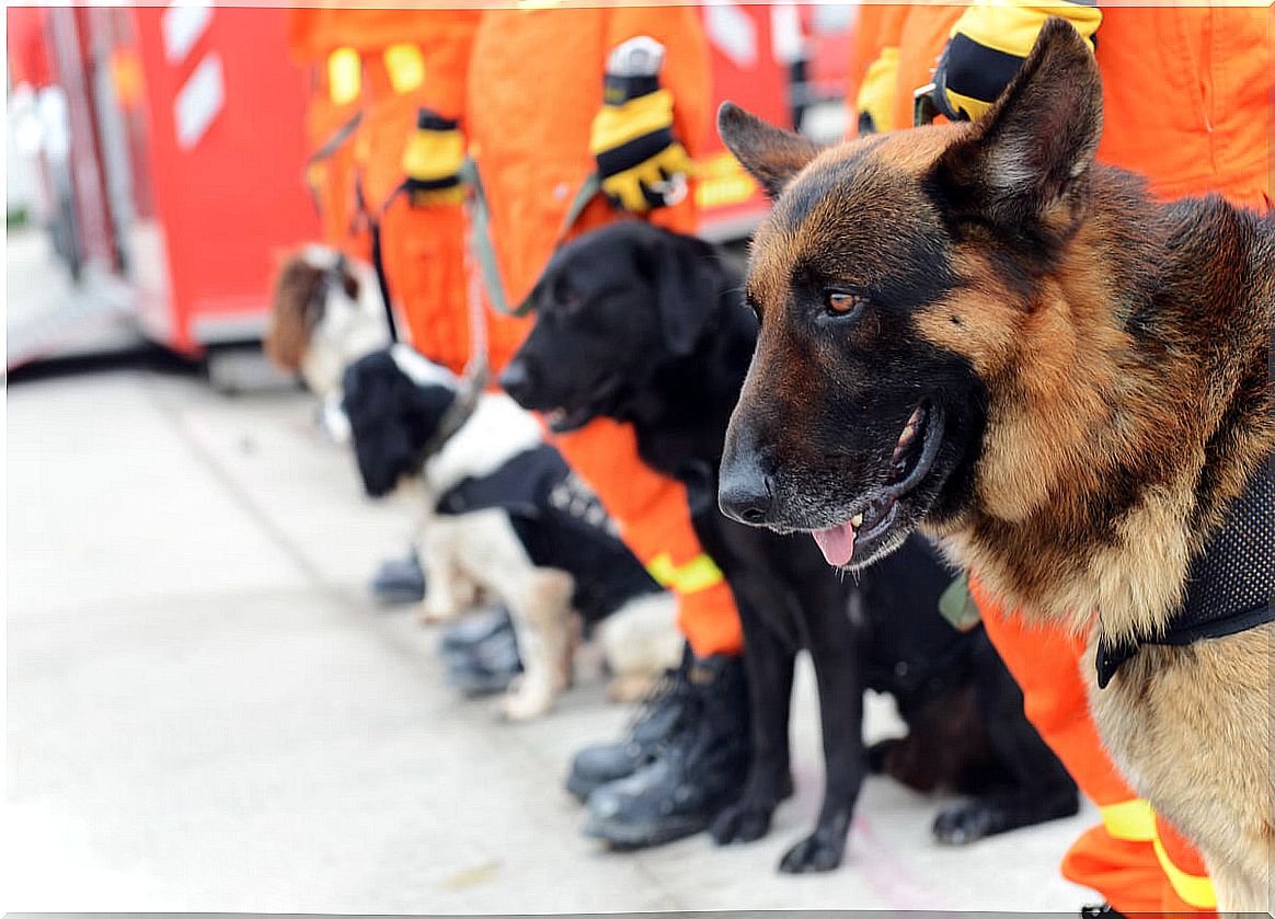 A search and rescue dog.