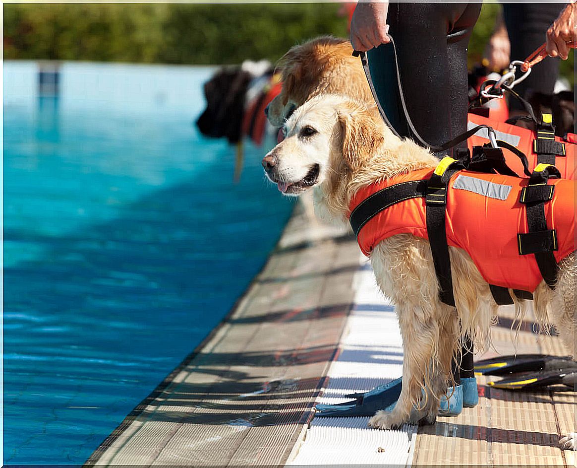 A search and rescue dog in a swimming pool.