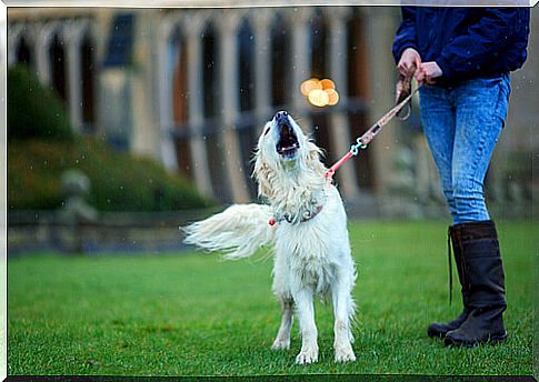 Why do dogs sometimes howl?