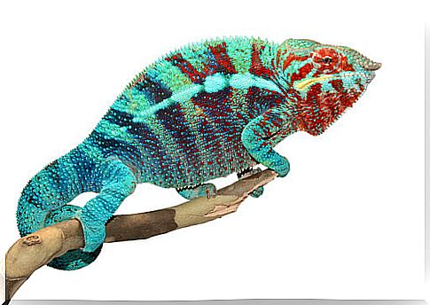 Why does chameleon color change occur?