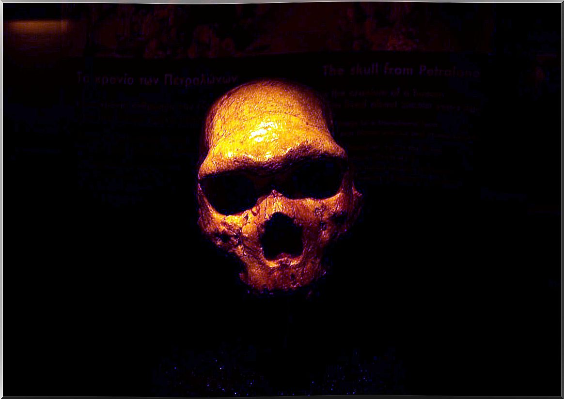 A skull of a Neanderthal.